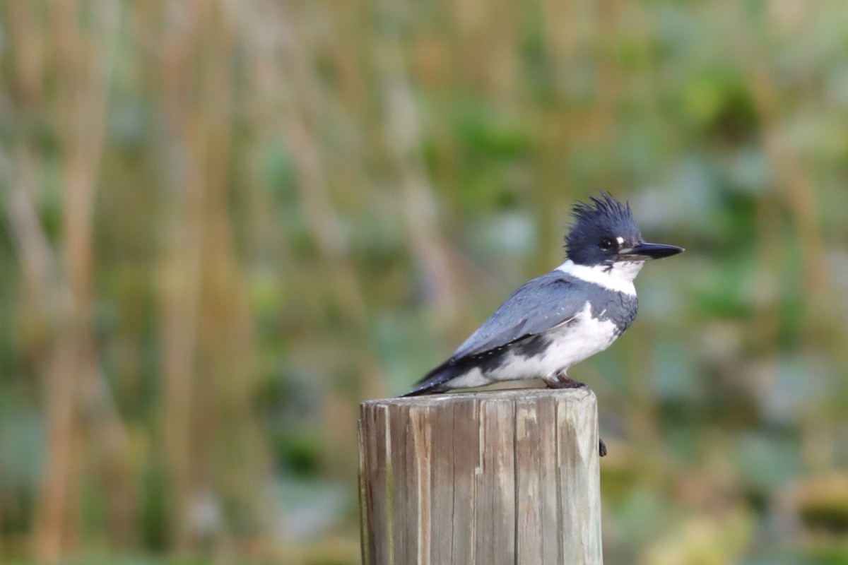 Belted Kingfisher - ML611496057