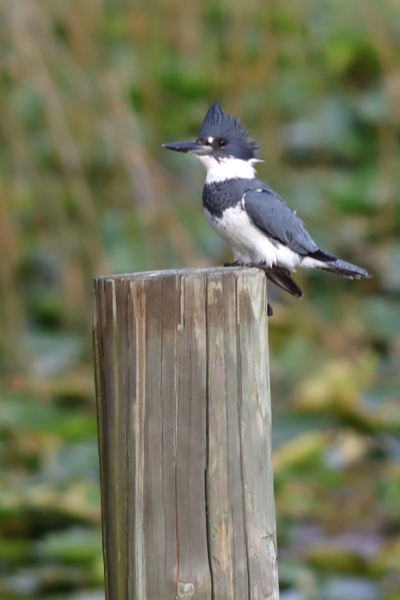 Belted Kingfisher - ML611496058