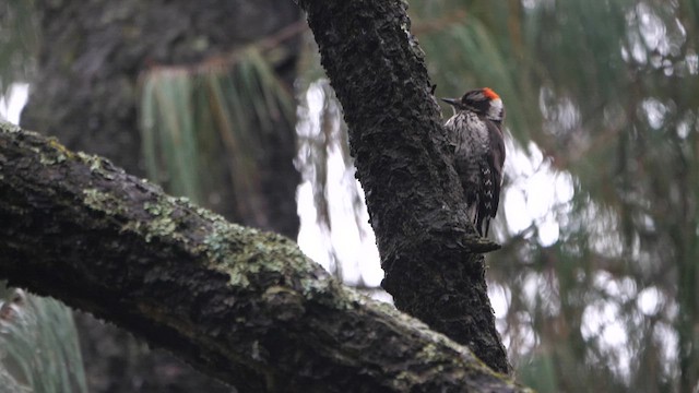  - Strickland's Woodpecker