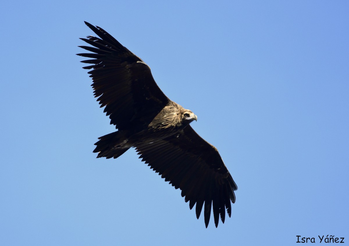 Cinereous Vulture - ML611496830