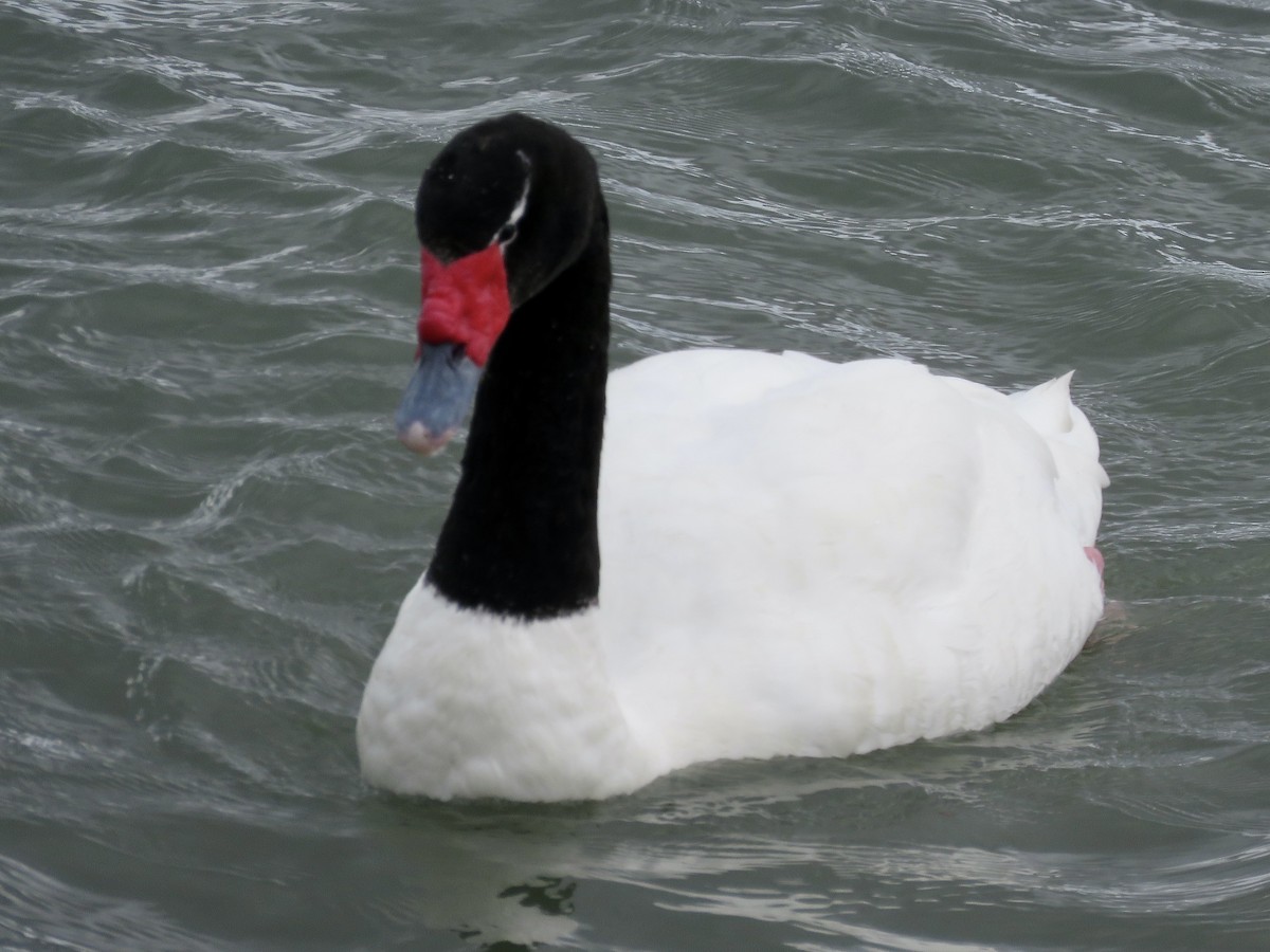Black-necked Swan - ML611497010