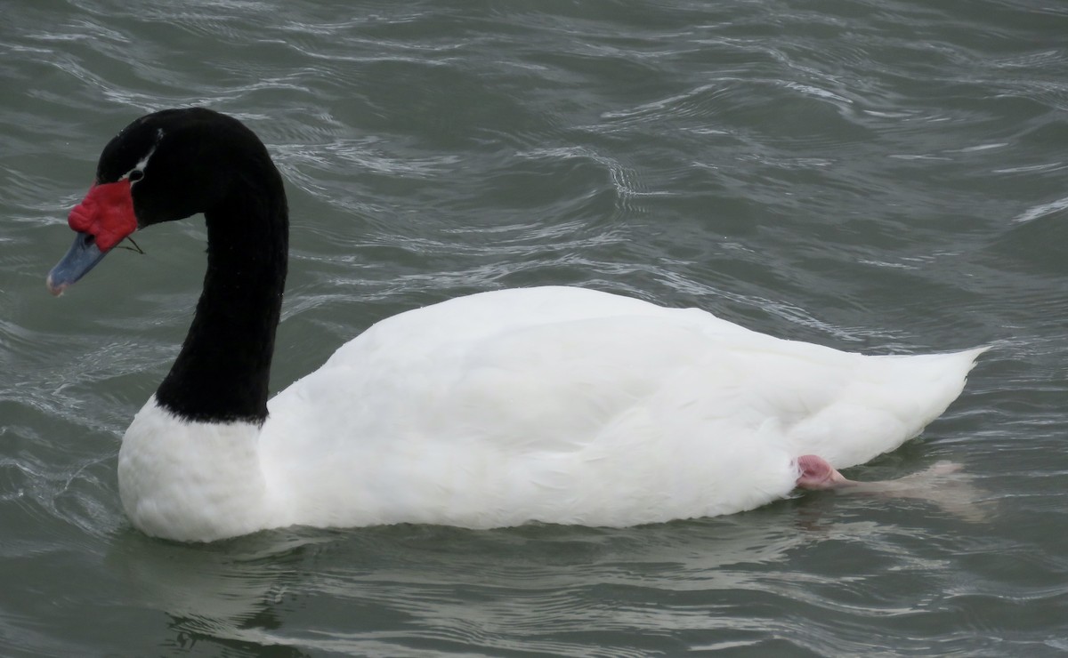 Black-necked Swan - Simon Pearce