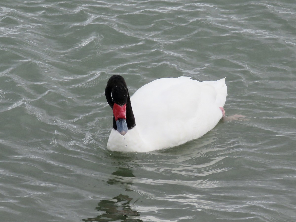 Black-necked Swan - ML611497013