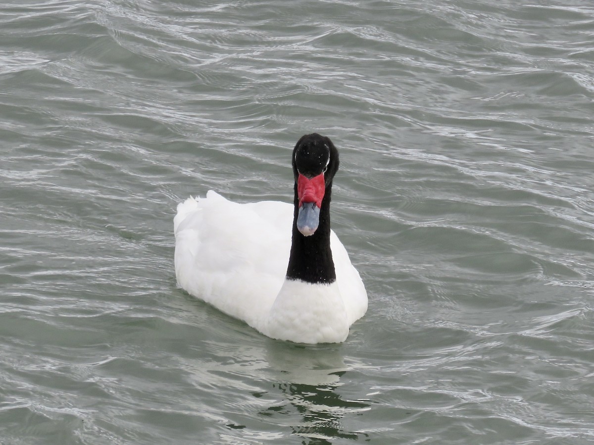 Black-necked Swan - ML611497014