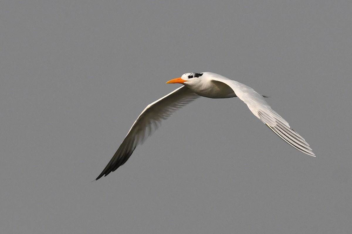 West African Crested Tern - ML611497029