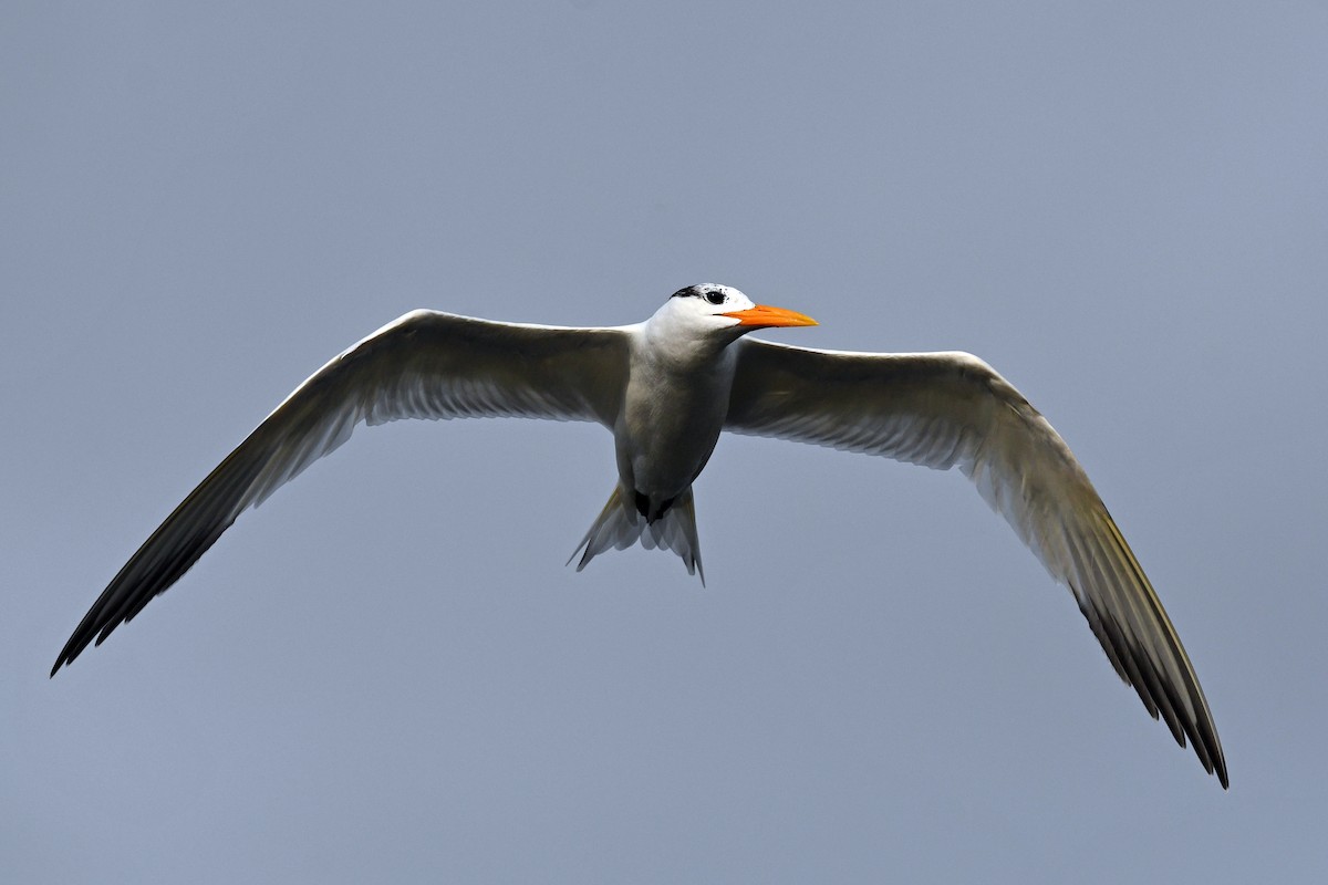 West African Crested Tern - ML611497031
