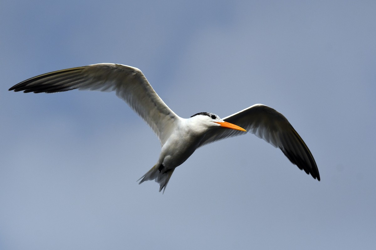 West African Crested Tern - ML611497032