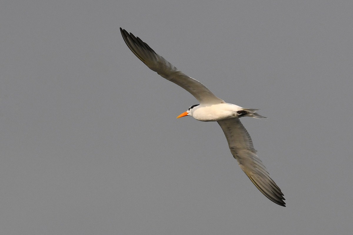 West African Crested Tern - ML611497041
