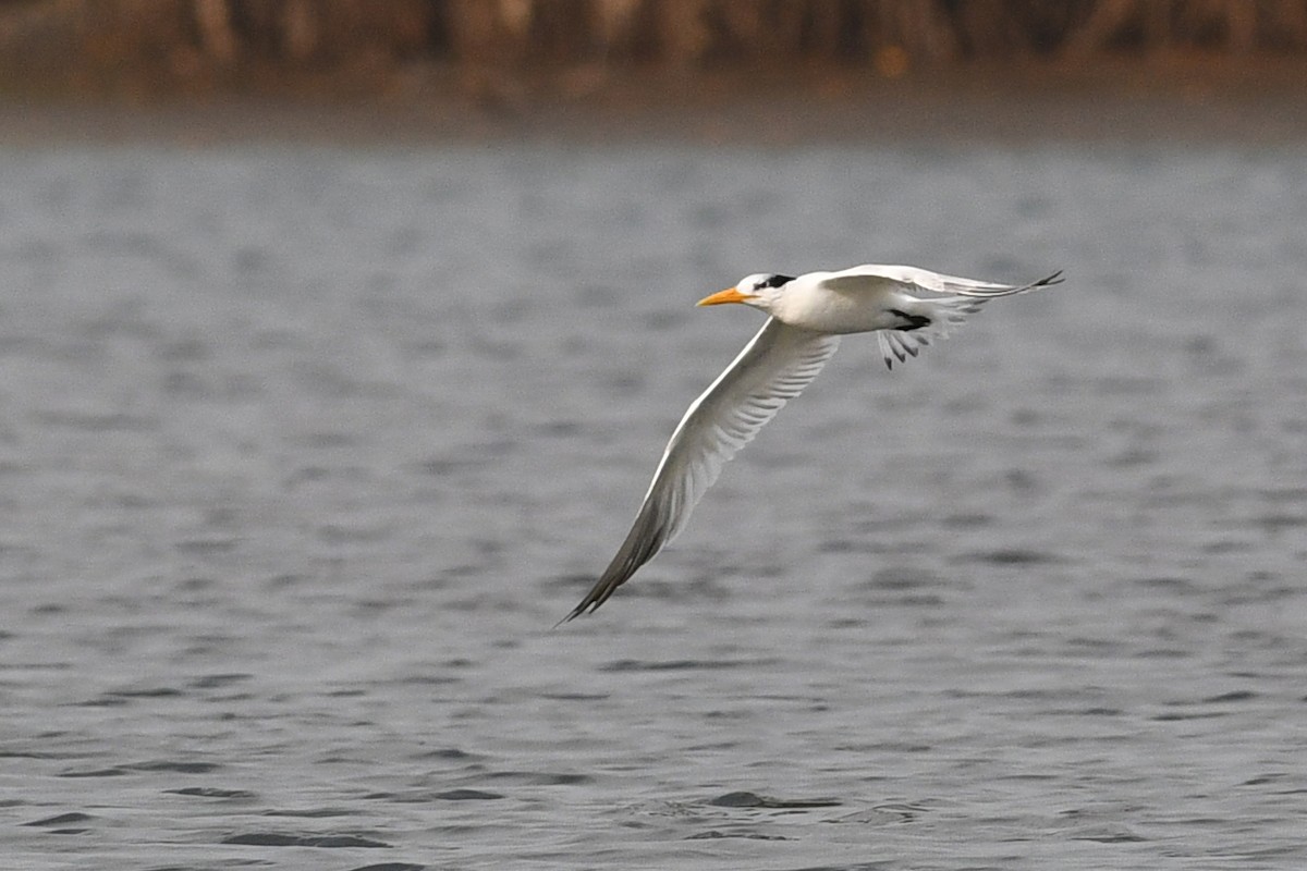 West African Crested Tern - ML611497064