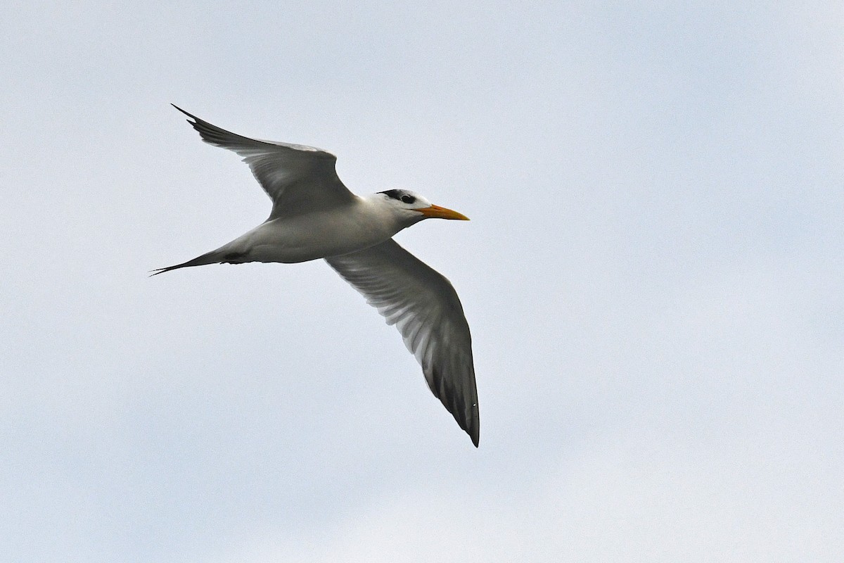 West African Crested Tern - ML611497144