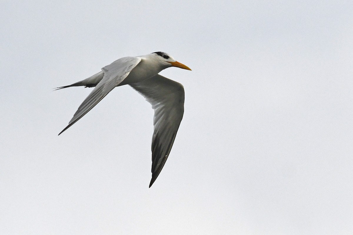 West African Crested Tern - ML611497145