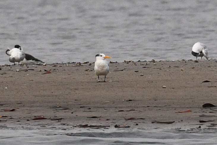 West African Crested Tern - ML611497150