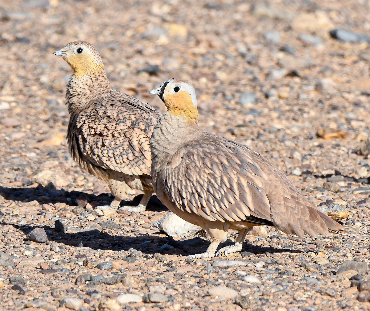 Crowned Sandgrouse - Andy Parkes