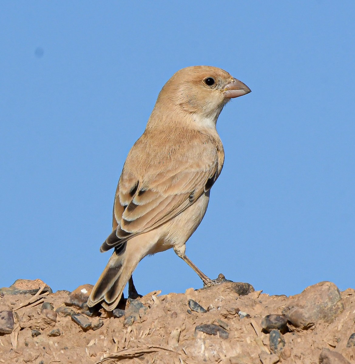 Desert Sparrow - ML611497252