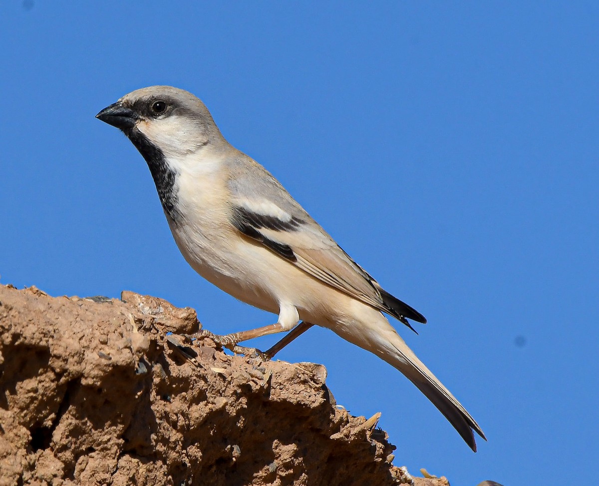 Desert Sparrow - ML611497253