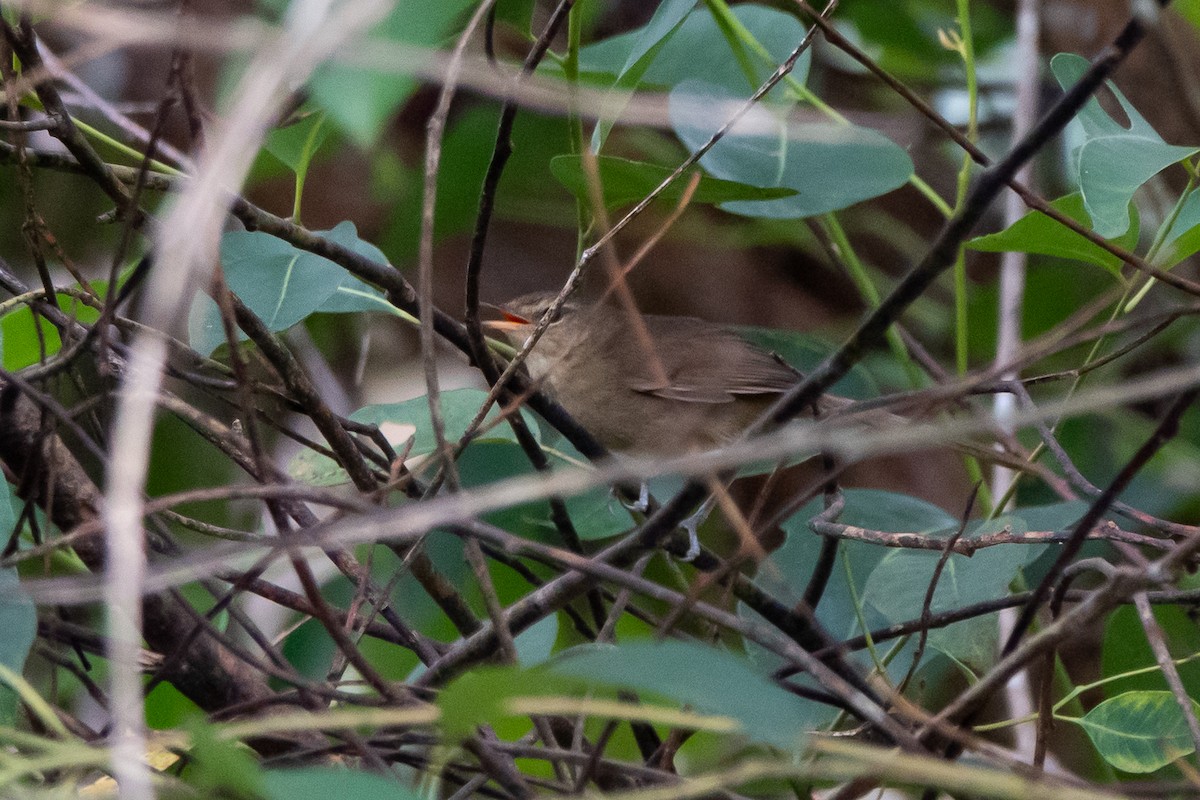 Malagasy Brush-Warbler (Malagasy) - ML611497372