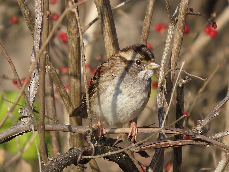 White-throated Sparrow - ML611497608