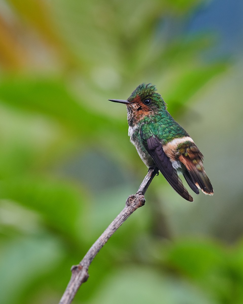 Frilled Coquette - ML611497635