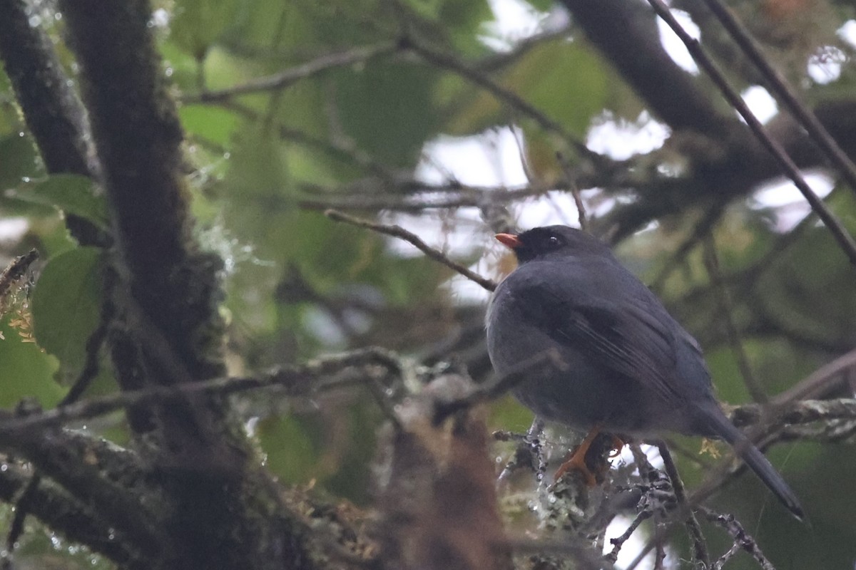 Black-faced Solitaire - ML611497638