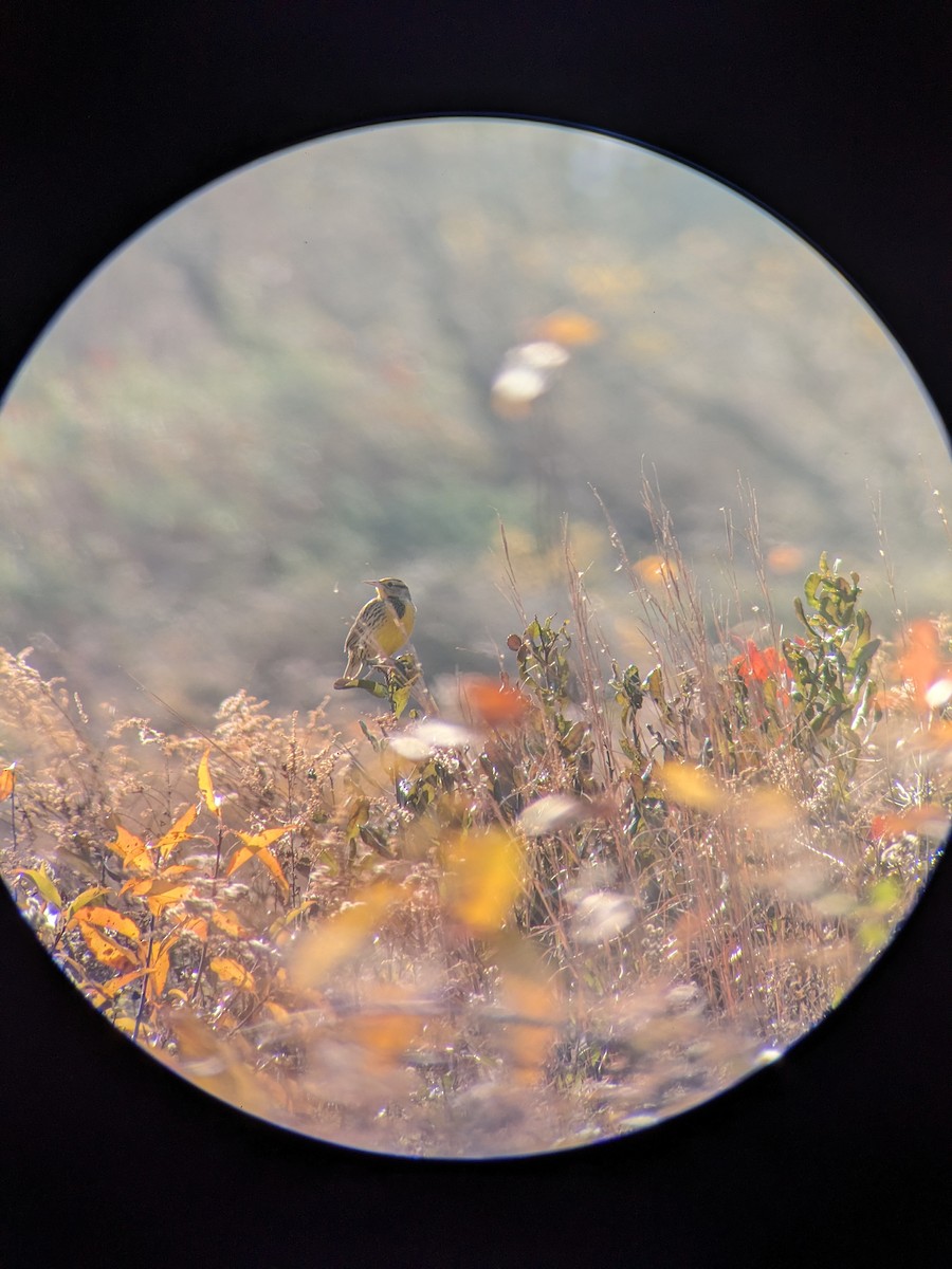 eBird Checklist 24 Nov 2023 Fort Hill, Eastham 31 species