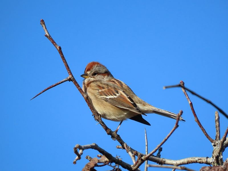American Tree Sparrow - ML611497650