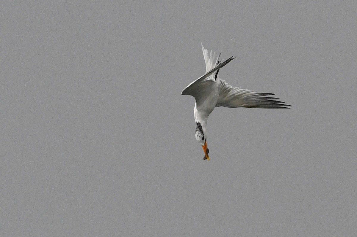 West African Crested Tern - ML611498048