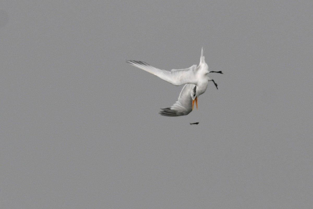 West African Crested Tern - ML611498049