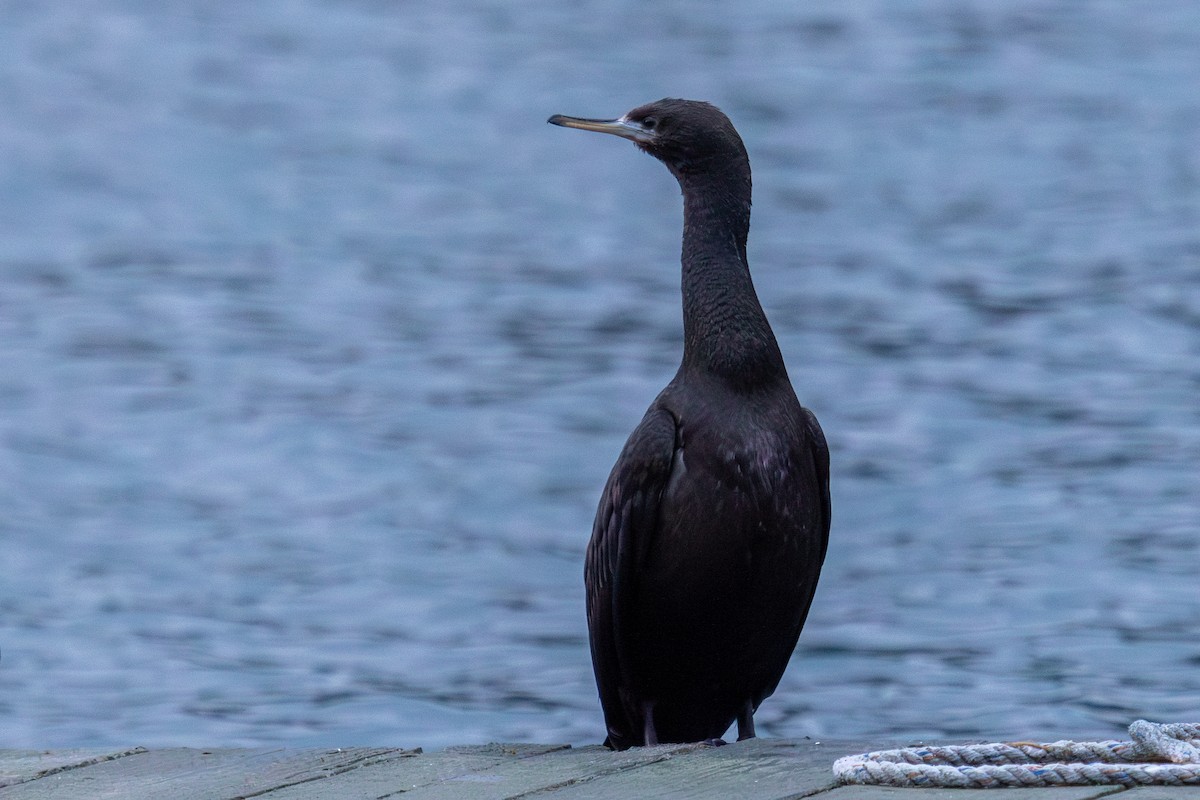 Red-faced Cormorant - ML611498308