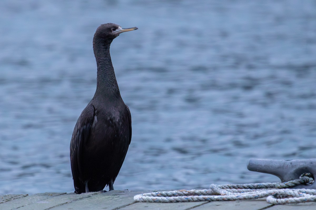 Red-faced Cormorant - ML611498309