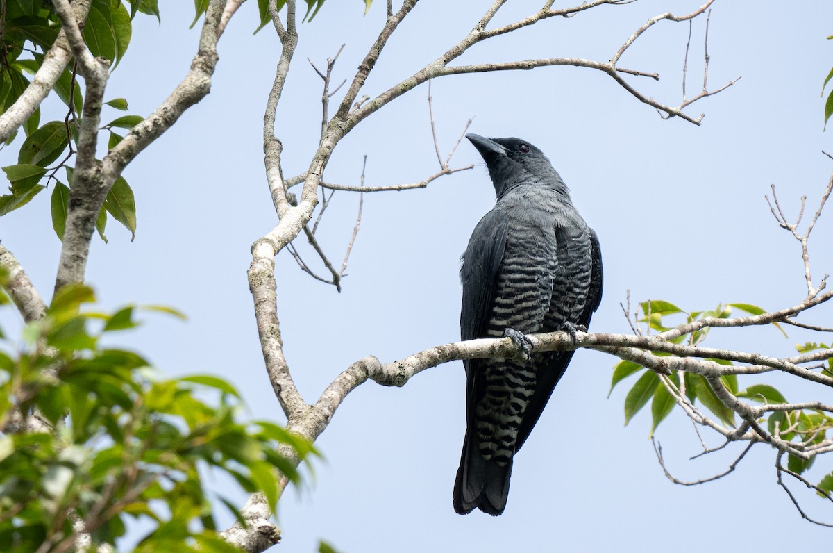 Bar-bellied Cuckooshrike (Visayan) - Forest Botial-Jarvis