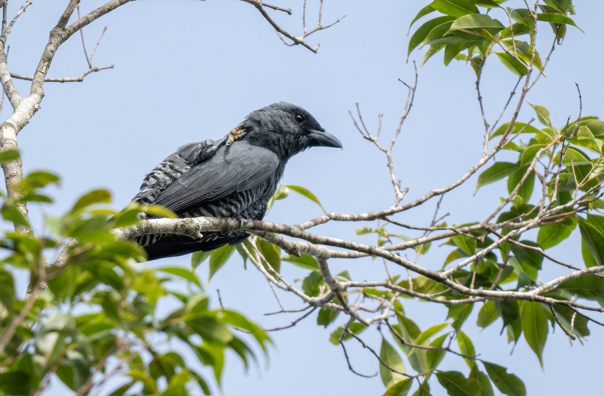 Bar-bellied Cuckooshrike (Visayan) - Forest Botial-Jarvis
