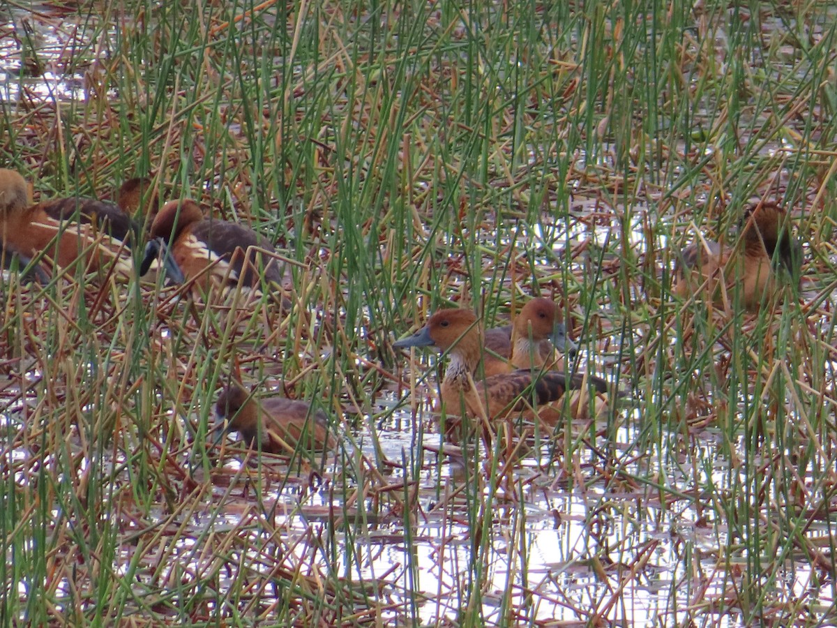 Fulvous Whistling-Duck - ML611499091