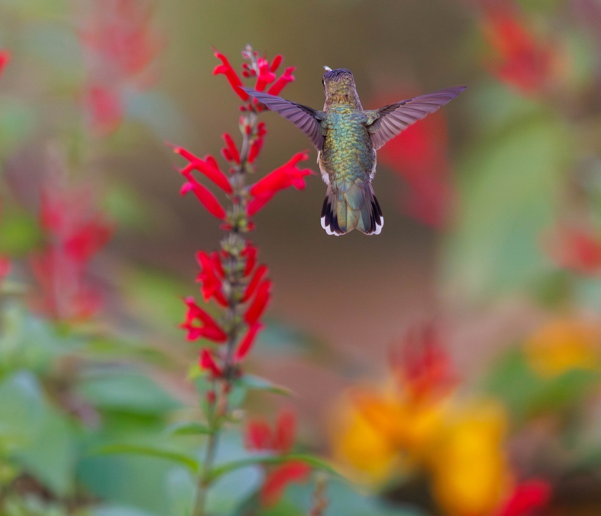Black-chinned Hummingbird - Scott Gilbert