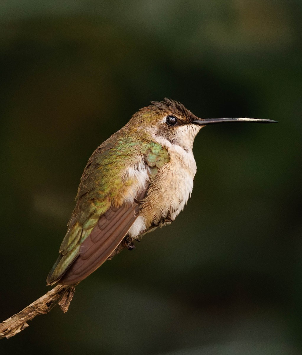 Black-chinned Hummingbird - Scott Gilbert