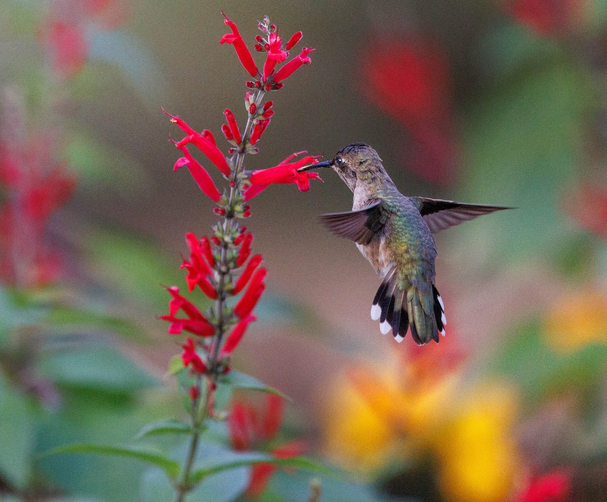 Black-chinned Hummingbird - ML611499398