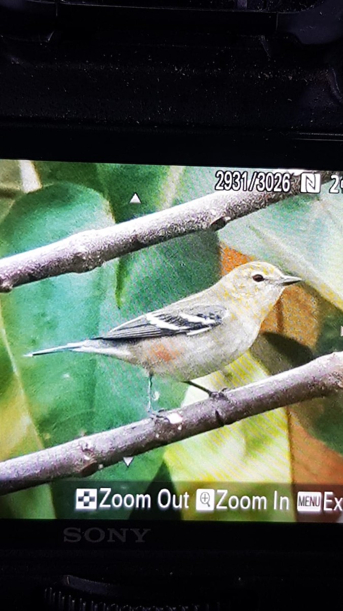Bay-breasted Warbler - ML611499597