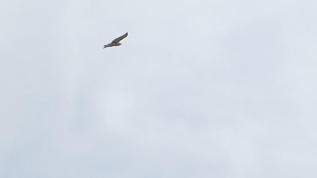 Red-tailed Hawk (borealis) - ML611499649