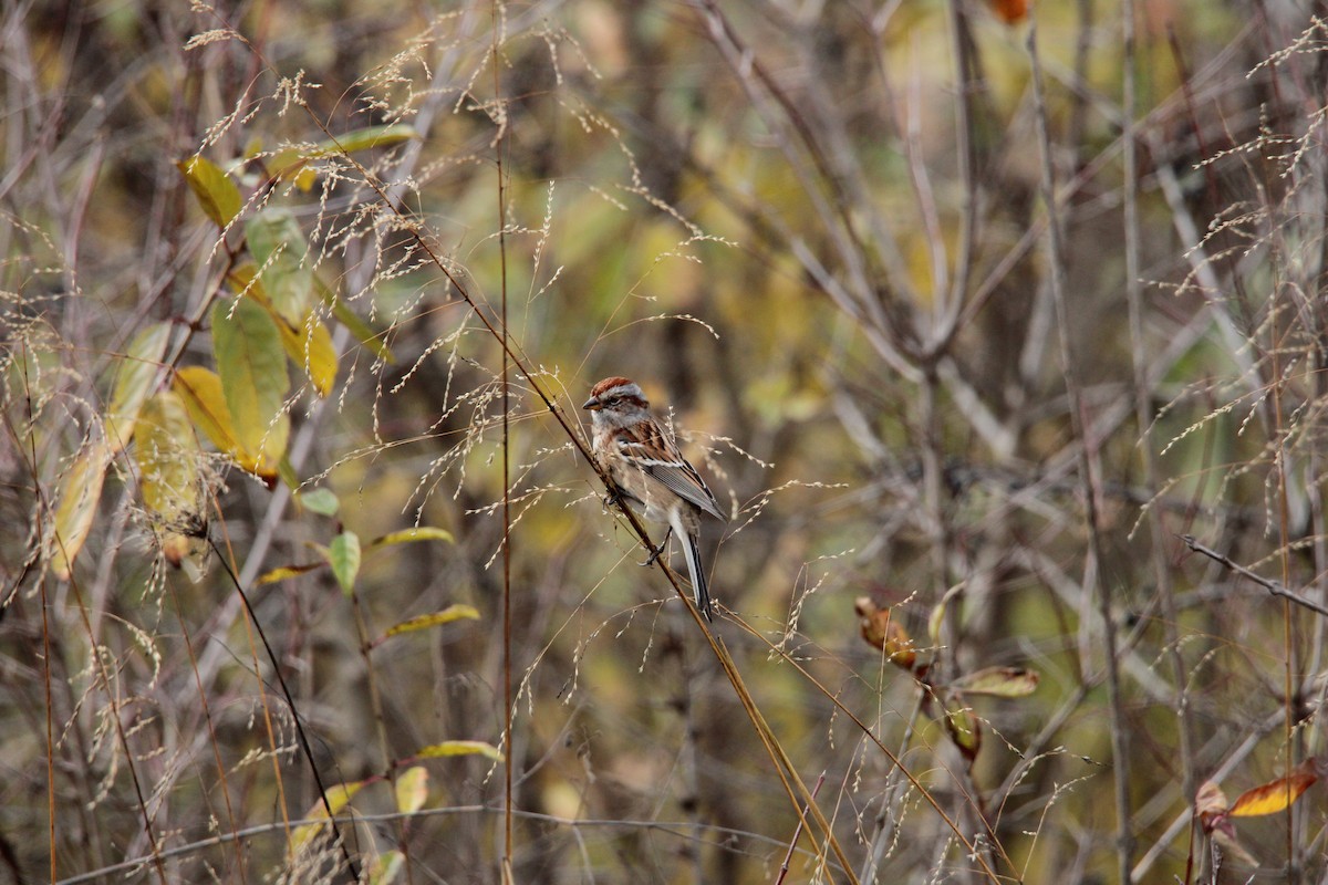 American Tree Sparrow - ML611499747