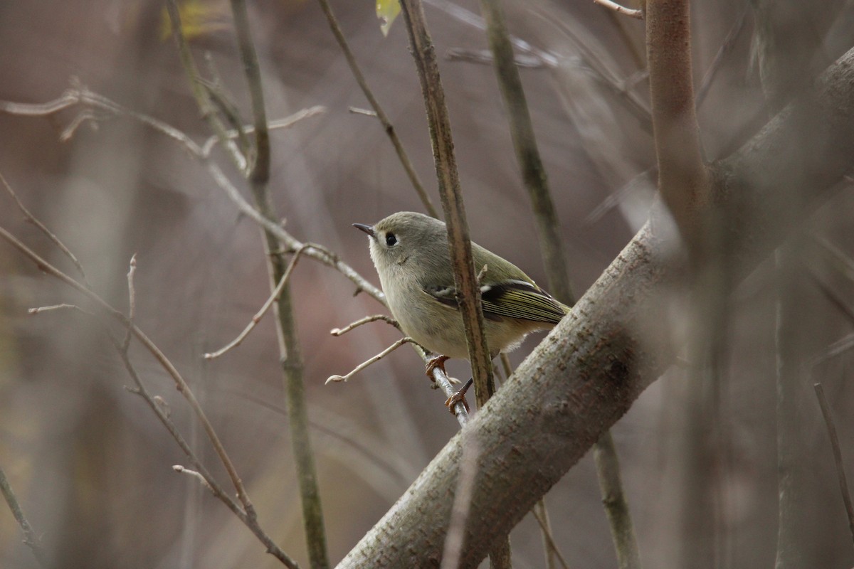 Ruby-crowned Kinglet - ML611499752