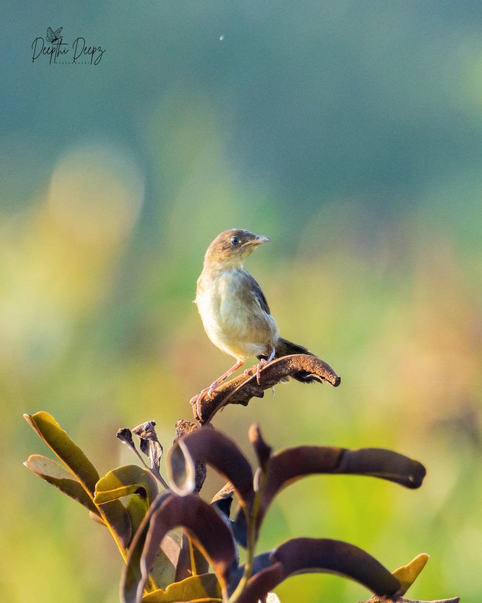 Broad-tailed Grassbird - ML611499960