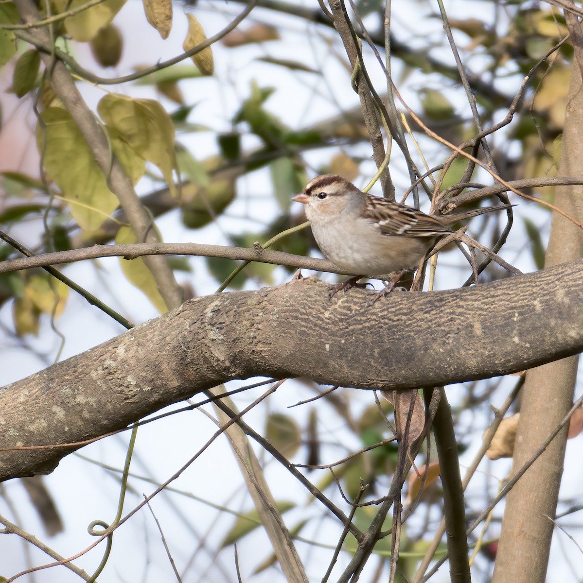 White-crowned Sparrow - ML611500031