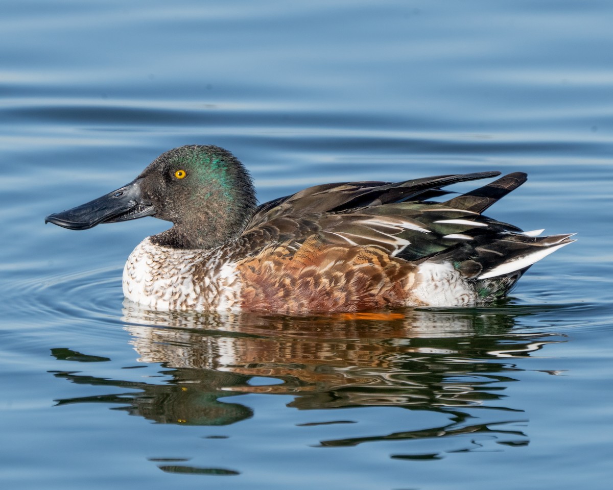 eBird Checklist 24 Nov 2023 Hornsby Bend (HOTE 037) 48 species