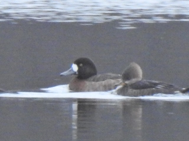 Greater Scaup - ML611500503