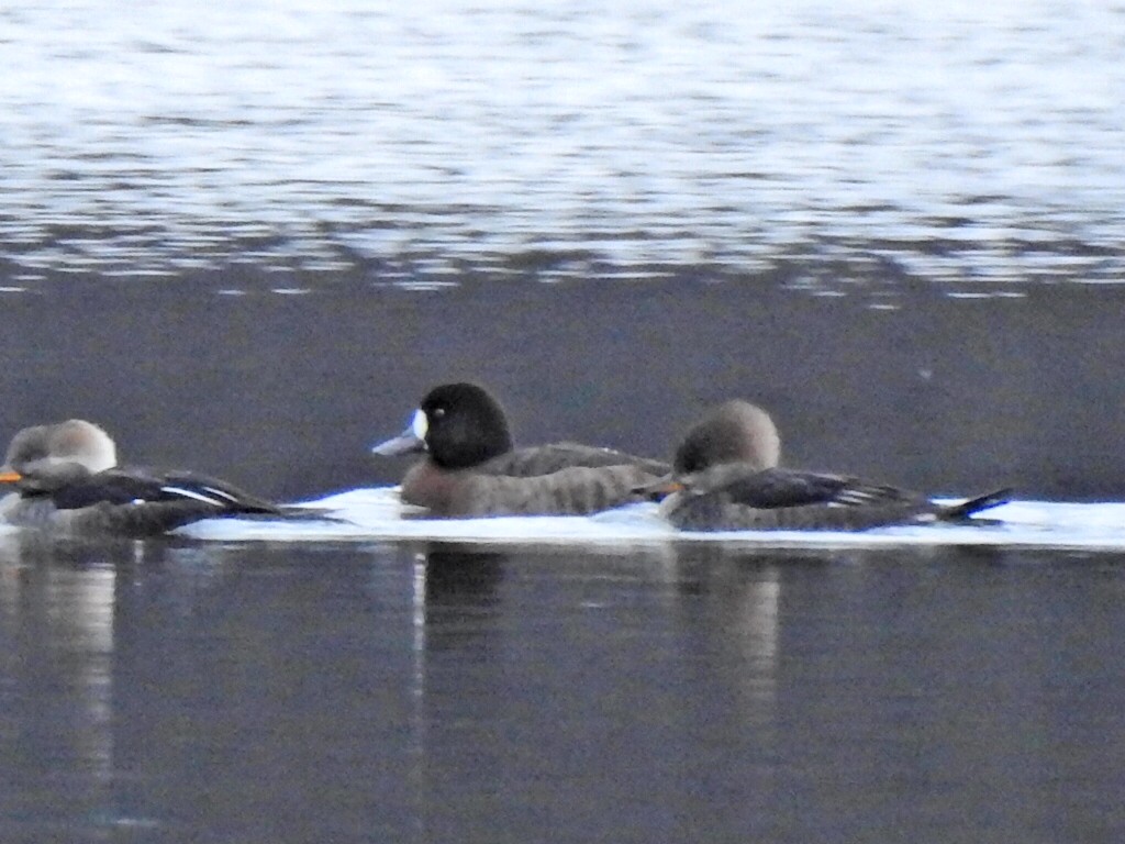 Greater Scaup - ML611500505