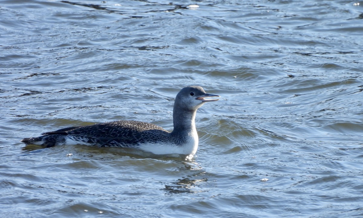 Red-throated Loon - ML611500664