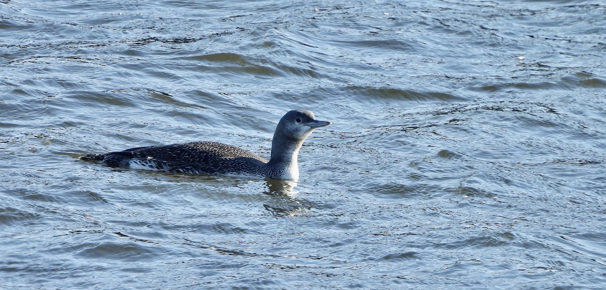 Red-throated Loon - ML611500701