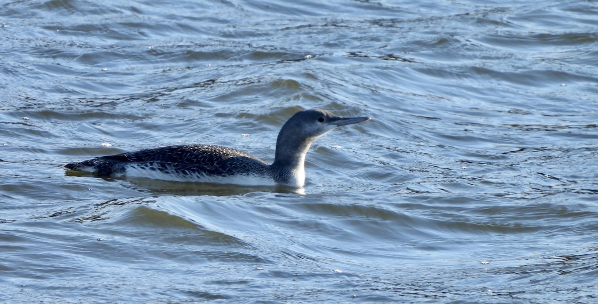 Red-throated Loon - ML611500725