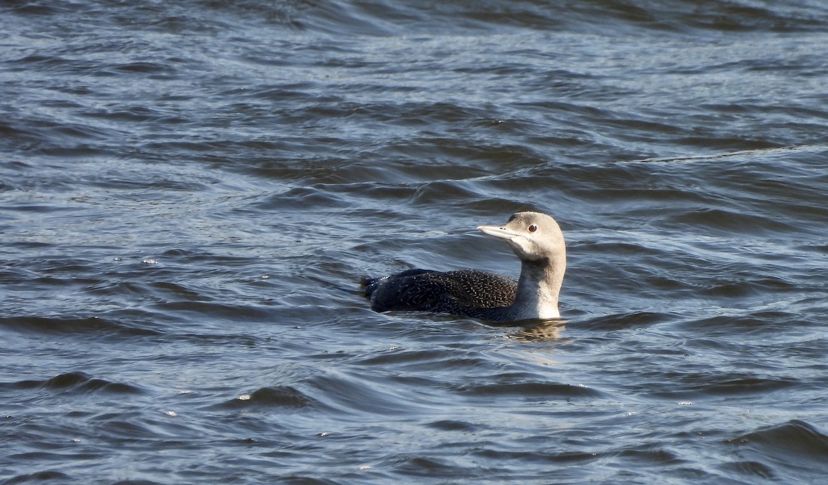 Red-throated Loon - Tucker Frank