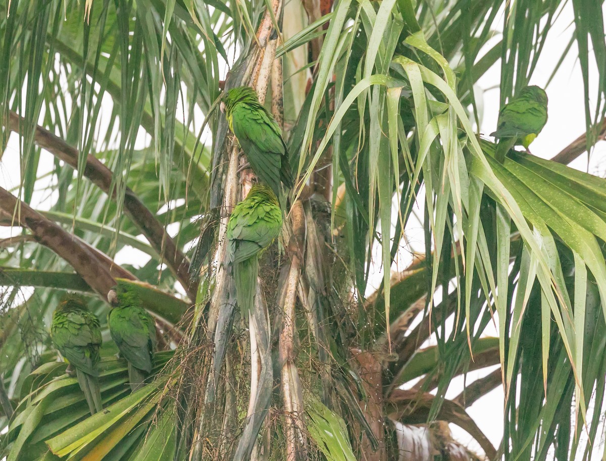 Green Parakeet - ML611501268