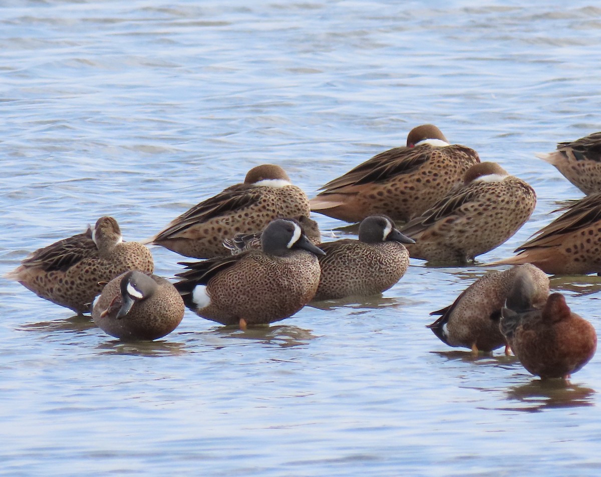Blue-winged Teal - ML611501390